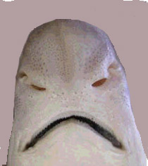 Galeus melastomus_comparación_03.jpg